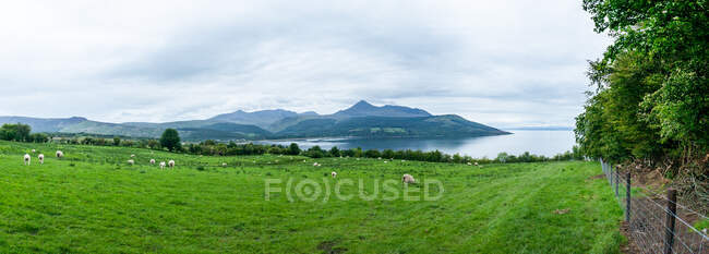 Выпас овец в поле вдоль побережья Аррана, остров Арран, Шотландия, Великобритания — стоковое фото