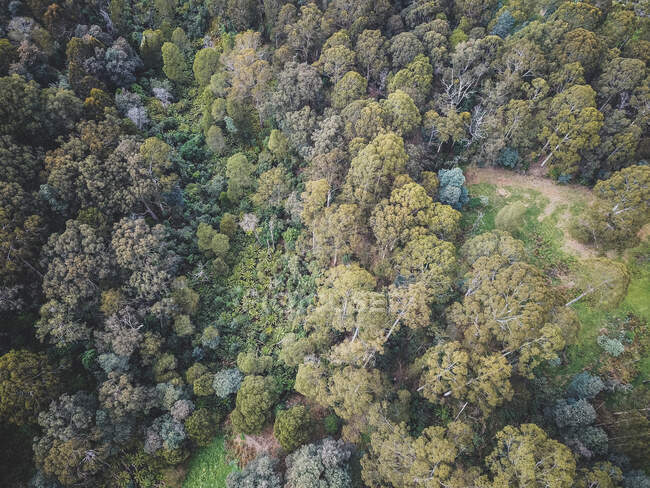 Treetops, Cordillera Dandenong, Melbourne, Victoria, Australia - foto de stock