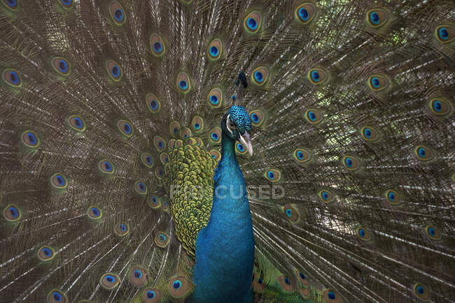 Retrato de un pavo real, Indonesia - foto de stock
