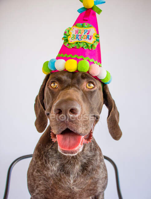Alemán de pelo corto puntero perro con sombrero de cumpleaños - foto de stock