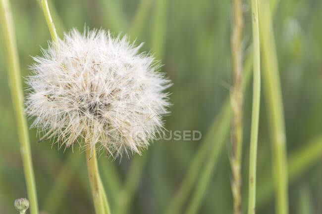 Крупный план одуванчика, растущего в траве в летний день — стоковое фото