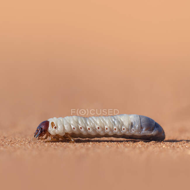 Primer plano de un gusano larva caminando sobre la arena, EE.UU. - foto de stock