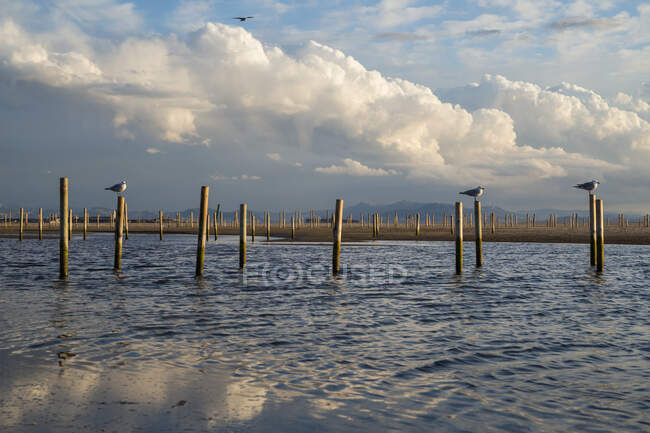 Uccelli su pali di legno, Parco Naturale dello Stretto, Spiaggia di Los Lances, Tarifa, Cadice, Andalusia, Spagna — Foto stock