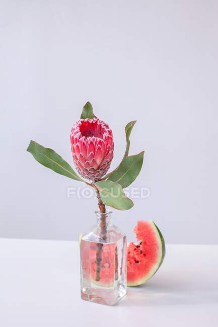 Protea flower in a vase next to a watermelon slice — Stock Photo