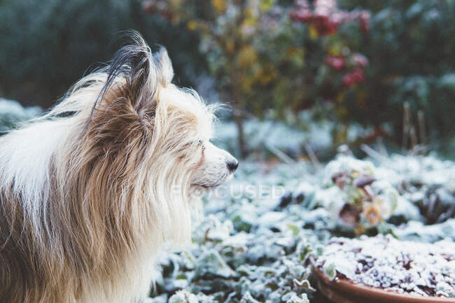 Retrato de un perro chorkie de pie en el jardín - foto de stock