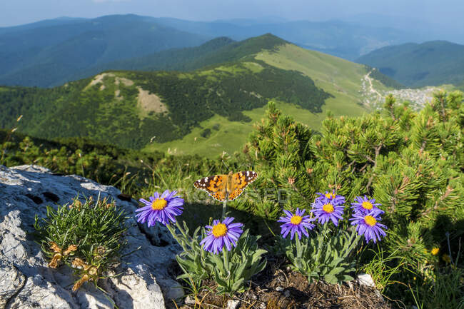Butterfly on Alpine aster flowers, Krstac mountain, Bosnia and Herzegovina — Stock Photo