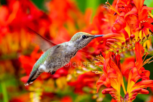 Primer plano de un colibrí flotando por la flor, Canadá - foto de stock