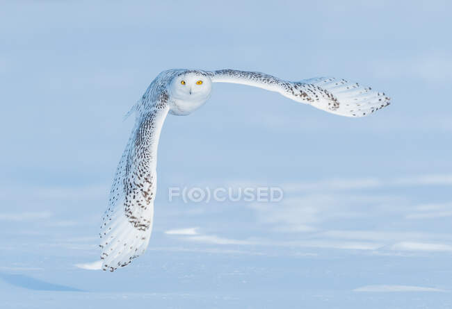 Снежная сова в полете, Квебек, Канада — стоковое фото