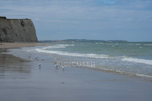 Gaviotas en la playa de Cap blanc-nez, Escalles, Paso de Calais, Hauts-de-France, Francia - foto de stock