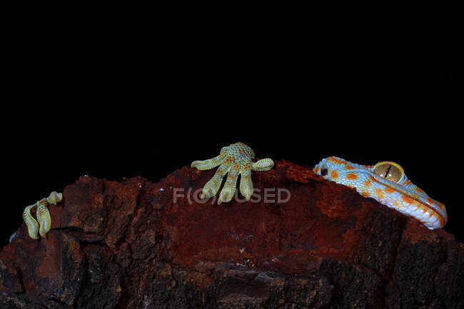 Tokay gecko en una roca, Indonesia - foto de stock