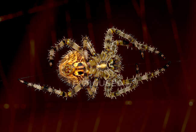Ritratto di un ragno tessitore di sfere, Arizona, Stati Uniti — Foto stock