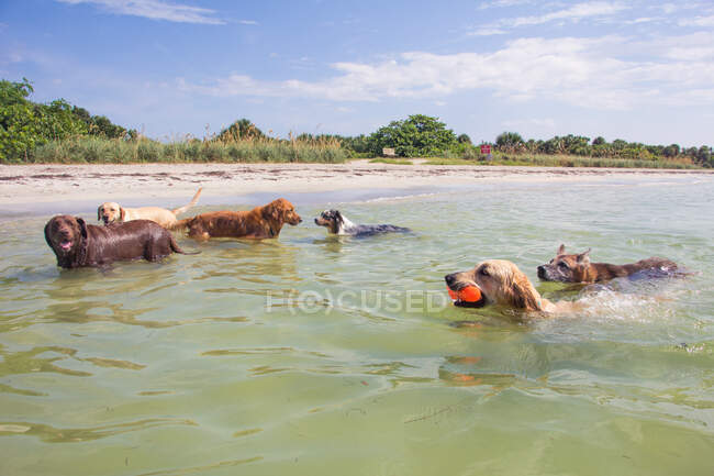 Six chiens dans l'océan, États-Unis — Photo de stock