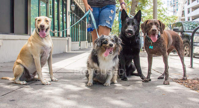 Жінка бере чотирьох собак на прогулянку, Форт-де-Сото, штат Флорида, США. — стокове фото