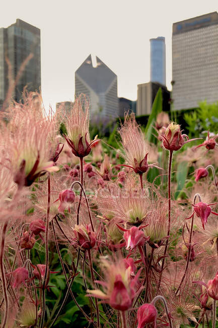 Wild flowers in front of city skyline, Chicago, Illinois, United States — Stock Photo