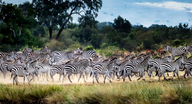 Rebanho de zebras no mato, Reserva Nacional de Samburu, Quênia — Fotografia de Stock