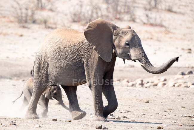 Elefante vaca y su ternero caminando en el arbusto, Sudáfrica - foto de stock