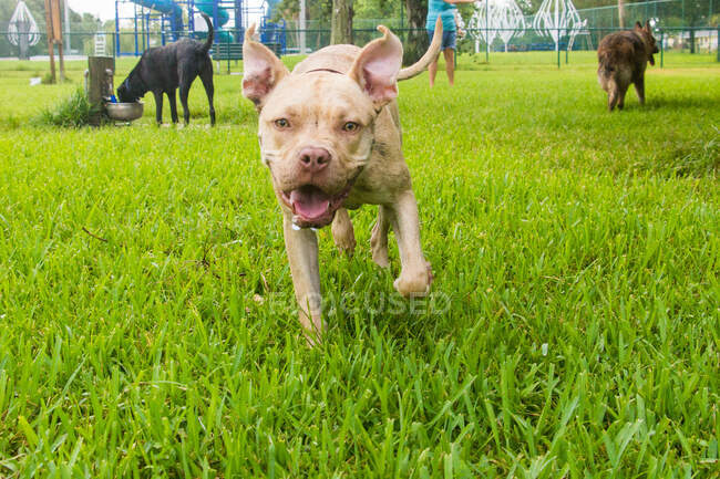 Pitbull mix dog running in a dog park, United States — Stock Photo