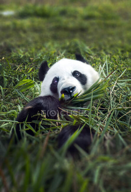 Retrato de um panda comendo bambu, Indonésia — Fotografia de Stock
