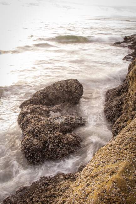 Moules poussant sur les rochers côtiers, Oregon, États-Unis — Photo de stock