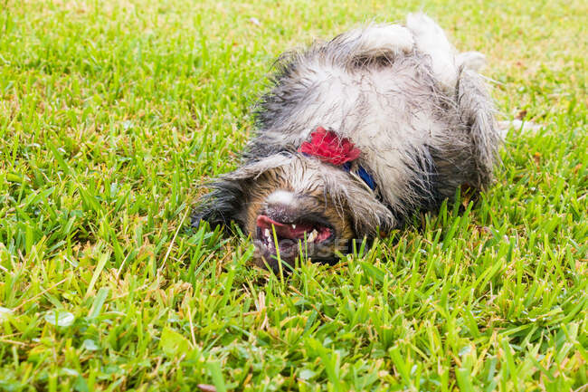 Australian Shepherd dog rodando en la hierba, Estados Unidos - foto de stock