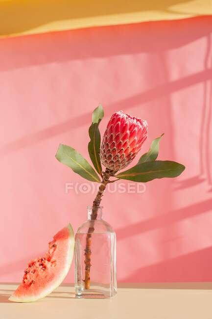 Protea flower in a vase and a slice of watermelon — Stock Photo