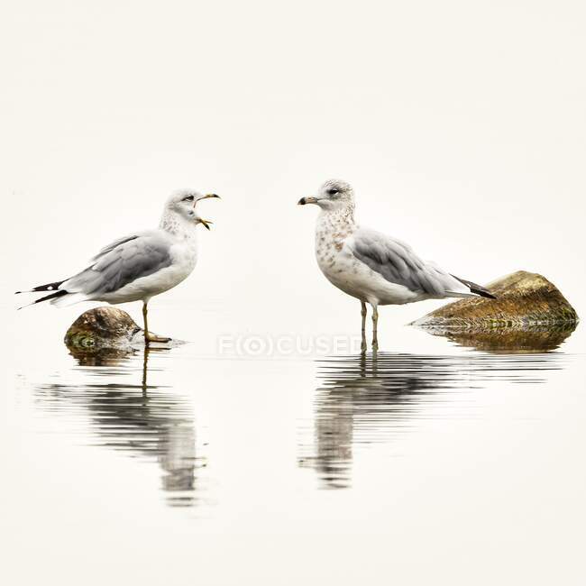 Two terns standing in shallow water looking at each other, Colorado, United States — Stock Photo