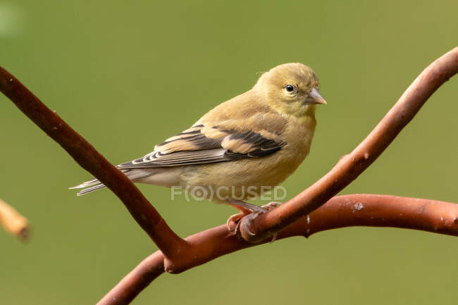 American Goldfinch on an Arbutus tree branch, Vancouver island, British Columbia, Canada — Stock Photo