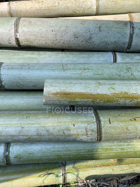 Primer plano del bambú, Japón - foto de stock