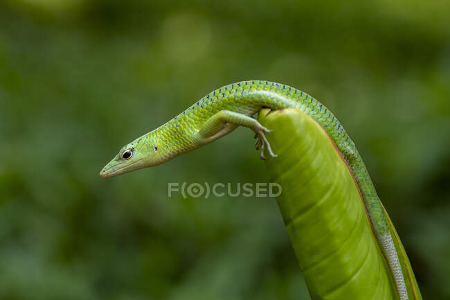 Green skink lizard on a plant, Indonesia — Stock Photo