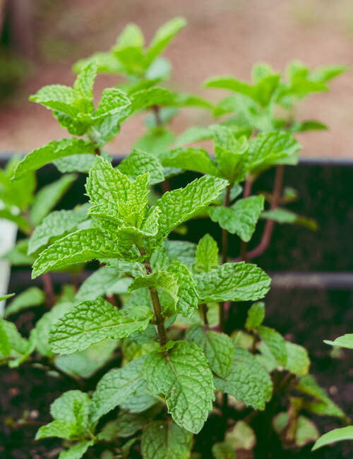 Close-up of mint growing in a garden — Stock Photo