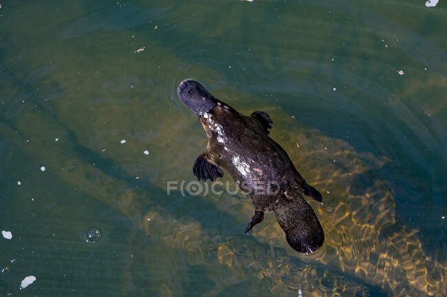 Overhead view of a platypus swimming in a river, Australia — Stock Photo