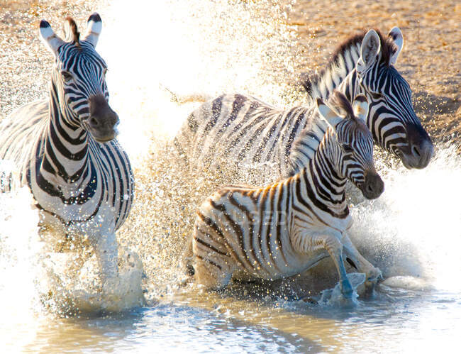 Zebras correndo em um rio, Parque Nacional de Etosha, Namíbia — Fotografia de Stock