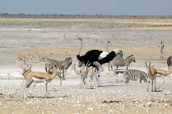 Zèbres, autruches et springbok debout, près d'un trou d'eau, parc national d'Etosha, Namibie — Photo de stock