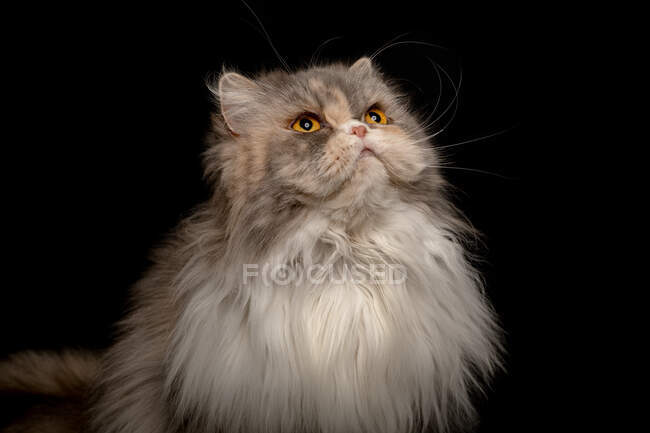 Портрет пушистой кошки — стоковое фото