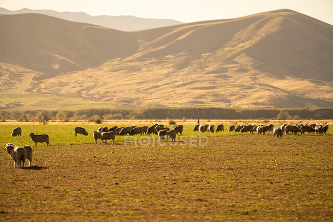 Отара овець, що пасуться на Південному острові (Нова Зеландія). — стокове фото