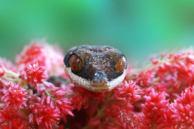 Close-up de uma lagartixa olhando sobre a borda das flores, Indonésia — Fotografia de Stock