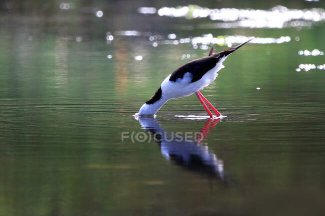 Pied stilt птах з головою під водою в пошуках їжі, Індонезія — стокове фото