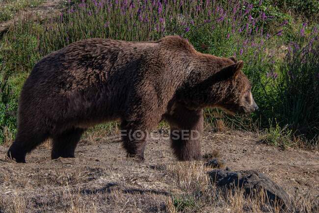 Retrato de un oso pardo en la naturaleza, Canadá - foto de stock