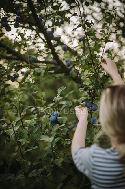 Woman picking plums in her garden, Serbia — Stock Photo
