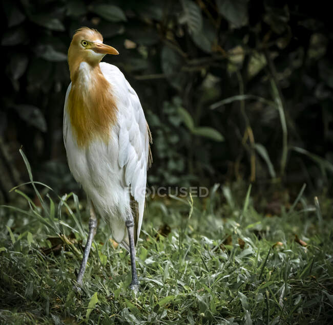 Portrait of a Cattle egret, Malaysia — Stock Photo