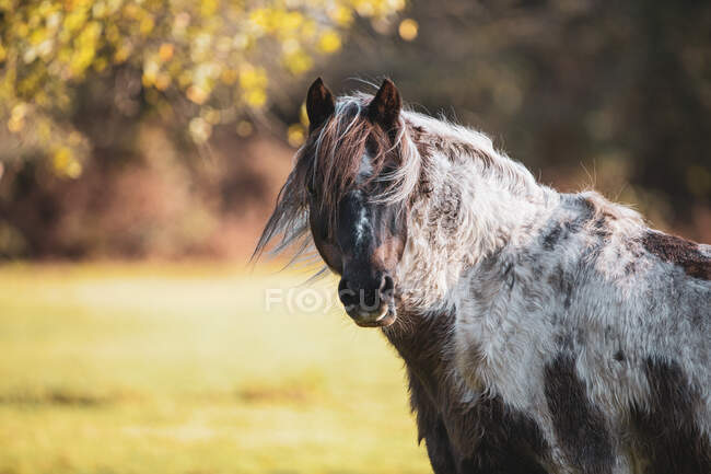 Retrato de un caballo, Swallowfield, Berkshire, Inglaterra, Reino Unido - foto de stock