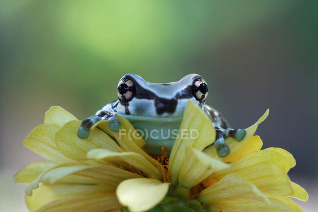 Amazon milk frog on a flower, Indonesia — Stock Photo