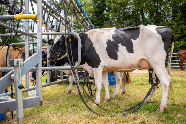 Vacas ordeñadas por una máquina de ordeño, Irlanda - foto de stock