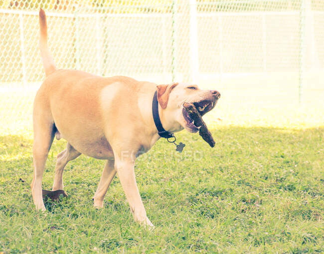 Labrador retriever dog carrying a stick in its mouth, États-Unis — Photo de stock
