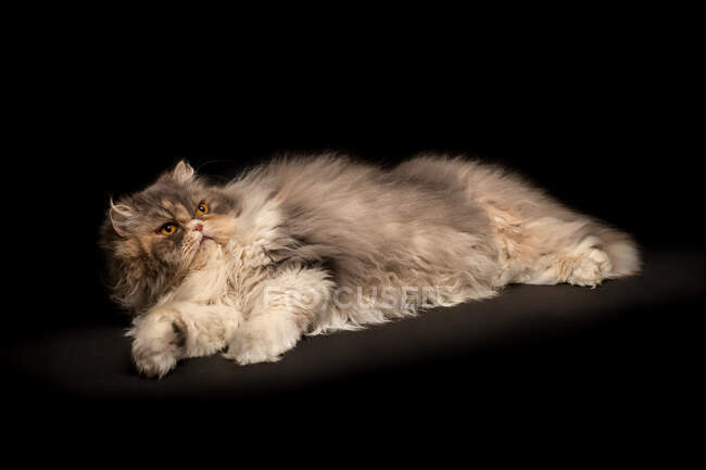 Retrato de un gato esponjoso acostado - foto de stock