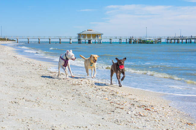Three dogs running on beach with a ball, United States — Stock Photo