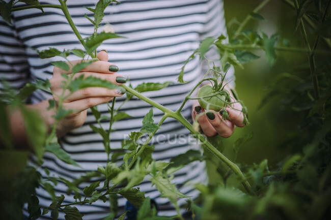 Mulher de pé no jardim olhando para um tomate verde, Sérvia — Fotografia de Stock