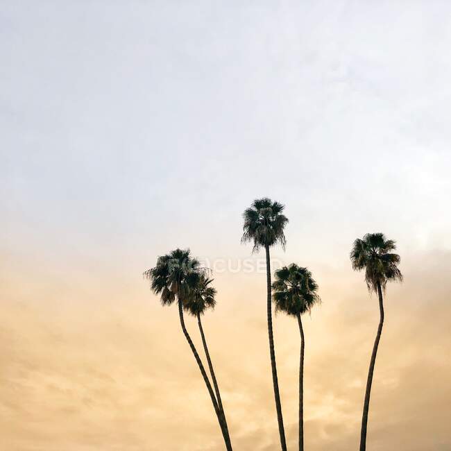 Palme, Beverly Hills, Los Angeles, California, USA — Foto stock