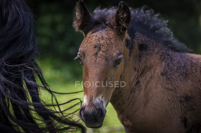 Portrait of a Young foal, Urkiola Natural Park, Durango Vizcaya, Basque Country, Spain — Stock Photo