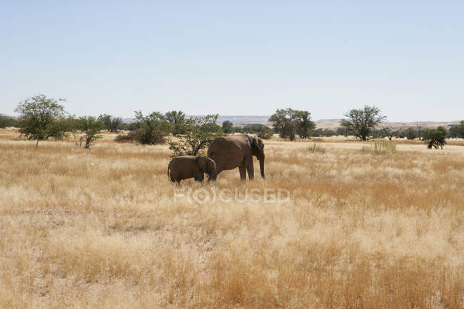 Dos elefantes en el monte, Namibia - foto de stock